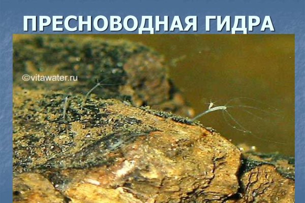 Kraken clear ссылка