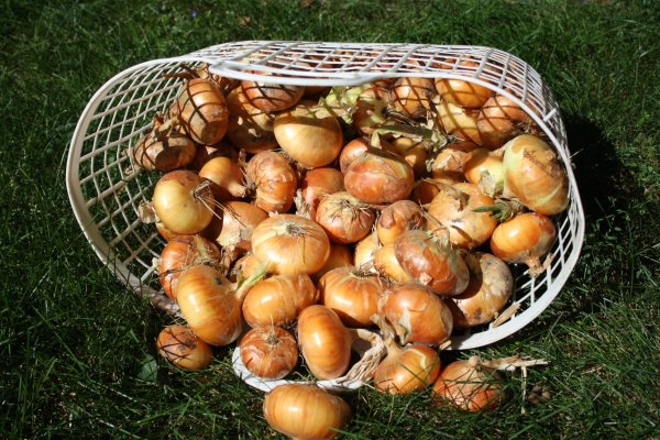 Кракен дарк сайт