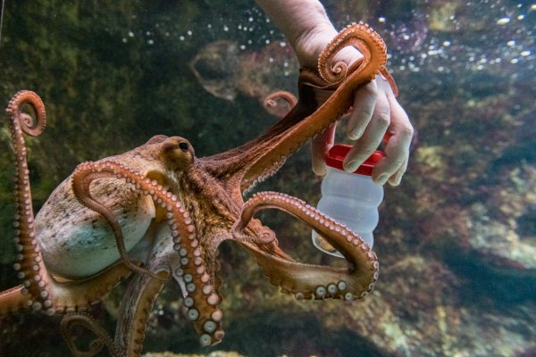 Kraken купить клад