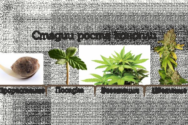 Что продают на сайте кракен