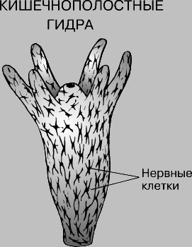Кракен омг мега